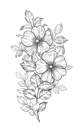 Hand drawn dog-rose branch with flowers and leaves isolated on white. Vector line art monochrome elegant floral composition in vintage style, tattoo design, coloring page, wedding decoration.のイラスト素材