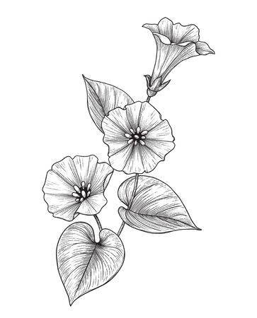 Hand drawn Bindweed flower with leaves isolated on white background. Vector monochrome elegant floral composition in vintage style, t-shirt, tattoo design, coloring page. のイラスト素材