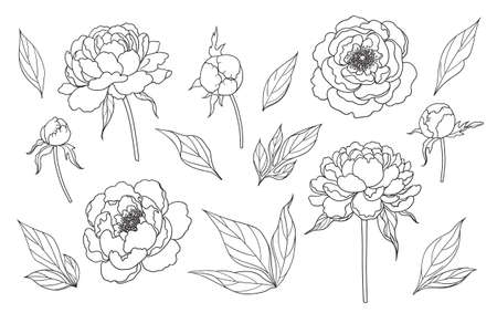 Contoured simple peony flowers, buds and leaves isolated on white background. Floral set template for laser cutting, tattoo design, stamping, coloring page. Monochrome vector illustration.のイラスト素材