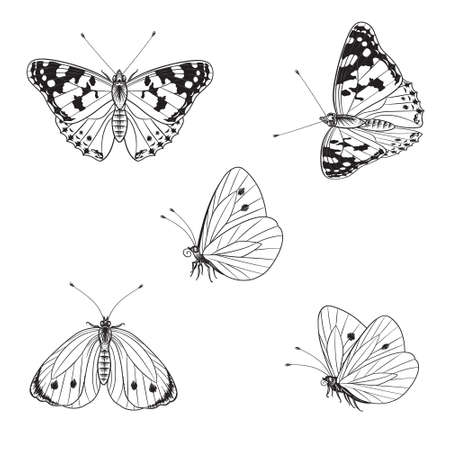 Hand drawn outline flying and sitting butterflies isolated on white. Vector monochrome line graphic. Black detailed butterfly set for tattoo design, floral decoration.のイラスト素材