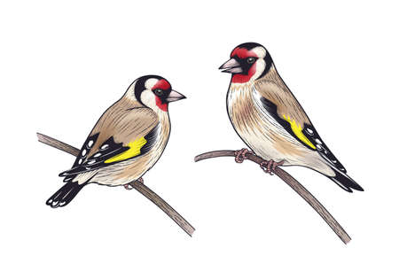 Hand drawn goldfinches with bright plumage isolated on white background. Couple of colorful birds sitting on branches. Vector decorative animalistic illustration with songbirds in vintage style.のイラスト素材