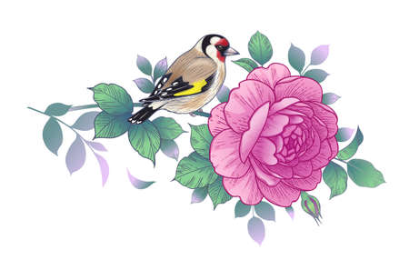 Hand drawn colorful goldfinch sitting on rose branch isolated on white background. Vector elegant floral composition with bird and pink flower in vintage style.のイラスト素材