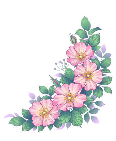 Hand drawn dog-rose bunch with pink flowers and green leaves isolated on white. Vector line art elegant floral corner arrangement in vintage style.のイラスト素材