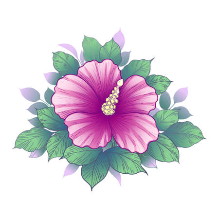 Hand drawn bunch with pink hibiscus flower and leaves isolated on white. Vector colorful elegant floral composition in vintage style, t-shirt, tattoo design, wedding decoration.のイラスト素材