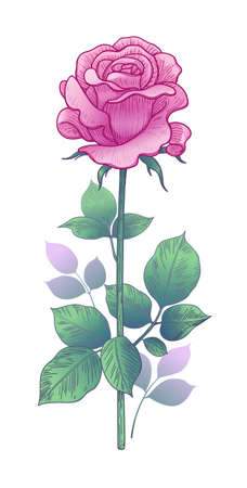 Hand drawn pink rose bud on stem with leaves isolated on white background. Beautiful flower in vintage style.のイラスト素材