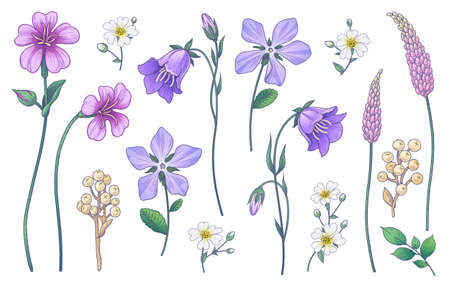 Hand drawn colorful wildflowers isolated on white background. Pink, purple, lilac flowers and different meadow plants. Vector elegant floral set in vintage style.のイラスト素材