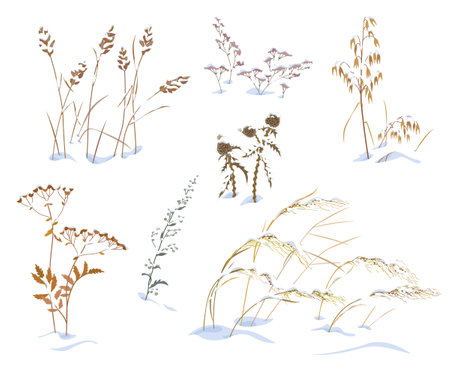 Set of wild herbs and cereals under the snow isolated on white background. Simple dried oats, thistle, sagebrush and grasses vector flat illustration. Winter collection snow covered meadow plants.のイラスト素材