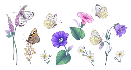 Hand drawn pink and purple wildflowers and butterflies isolated on white background. Colorful different floral elements and meadow insects. Vector elegant flowers set in vintage style.のイラスト素材