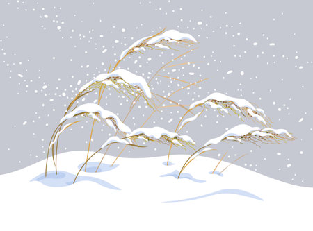Winter snow covered meadow plants. Wild cereals under the snow on gray background. Winter scenery fragment with simple dried grasses in snowfall vector flat illustration.のイラスト素材