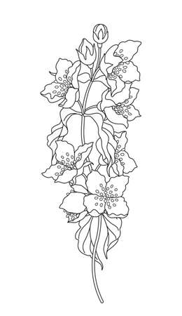 Flowering jasmine branch sketch. Hand drawn black and white flowers, buds and leaves on high stem. Line art botanical element. Simple floral doodle vector illustration.のイラスト素材