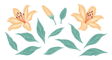 Simple orange lily flowers, buds and green leaves isolated on white background. Blooming lilies. Set of decorative floral design elements. Colorful botanical vector flat illustration.のイラスト素材