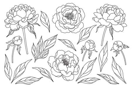 Peony flowers, buds and leaves sketch isolated on white background. Hand drawn black and white collection of blooming flowers. Floral set. Line art botanical vector illustration.のイラスト素材