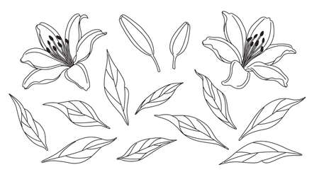 Lily flowers and leaves sketch isolated on white background. Hand drawn black and white blooming flowers. Floral set. Line art botanical vector illustration.のイラスト素材
