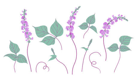 Simple dolichos flowers and green leaves isolated on white background. Blooming purple decorative twisted legume plant. Set of floral design elements. Colorful botanical vector flat illustration.のイラスト素材