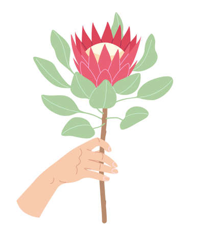 Female hand holding blooming protea branch. Simple woman hand with big red flower head and green leaves on high stem isolated on white background. Botanical floral element vector flat illustration.のイラスト素材