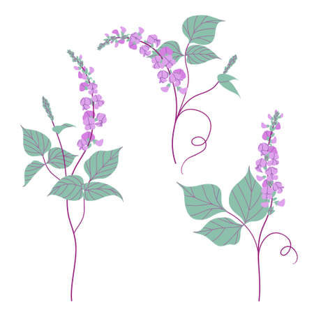Simple dolichos flowers and green leaves isolated on white background. Blooming purple decorative twisted legume plant. Set of floral design elements. Colorful botanical vector flat illustration.のイラスト素材
