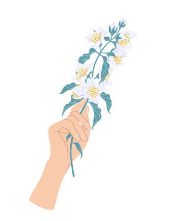 Female hand holding branch of blooming jasmine. Simple woman hand with flower isolated on white background. Romantic floral design element. Vector flat illustration.のイラスト素材