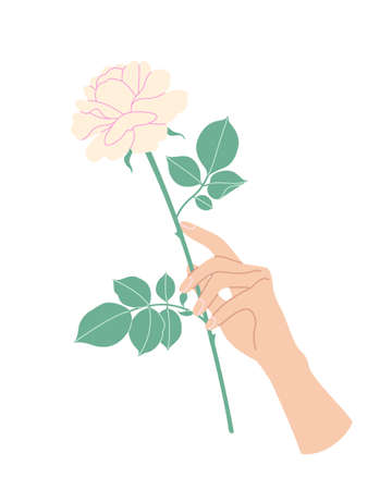 Female hand holding branch of blooming rose. Simple woman hand with beige flower on high stem isolated on white background. Romantic floral design element. Vector flat illustration.のイラスト素材
