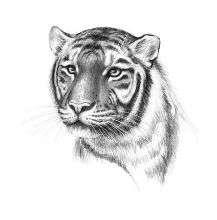 Hand drawn monochrome tiger head isolated on white background. Pencil drawing portrait of furry predator animal. Animalistic illustration.の写真素材