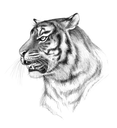 Hand drawn monochrome tiger head isolated on white background. Pencil drawing portrait of furry predator animal. Side view wildcat. Animalistic illustration.の写真素材