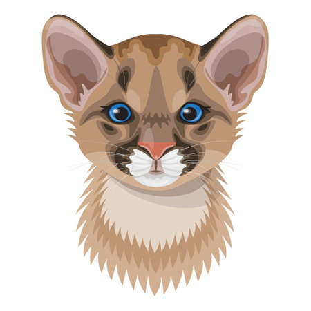 Funny cougar cub face or head vector illustration. Young wild cat with blue eyes isolated on white backgriund. Cute furry animal in flat cartoon style.のイラスト素材