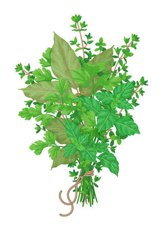 Bouquet garni of thyme, bay leaves, parsley and basil tied with a string isolated on white background. Bundle of flavoring green herbs vector illustration.のイラスト素材