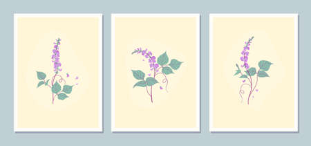 Dolichos plant with lilac flowers vector minimalistic illustration. botanical wall art. Floral design cards set.のイラスト素材