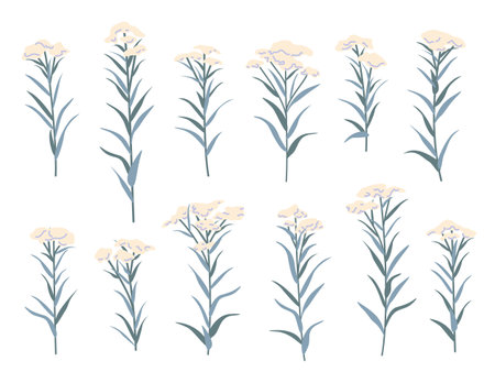 Simple wild flowers set isolated on white background. Cartoon yarrow branches vector flat flowering illustration. Meadow medicinal plant.のイラスト素材