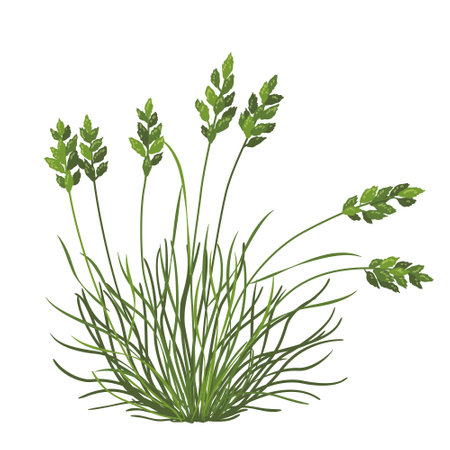 Fescue grass isolated on white background.  Wild steppe cereal with narrow leaves. Simple vector illustration.のイラスト素材