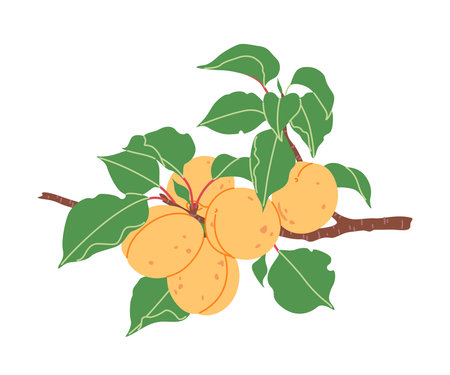 Simple Apricot tree branch with orange fruits and green leaves isolated on white background. Healthy natural food. Garden plant part with ripe apricots. Vector flat illustration.のイラスト素材