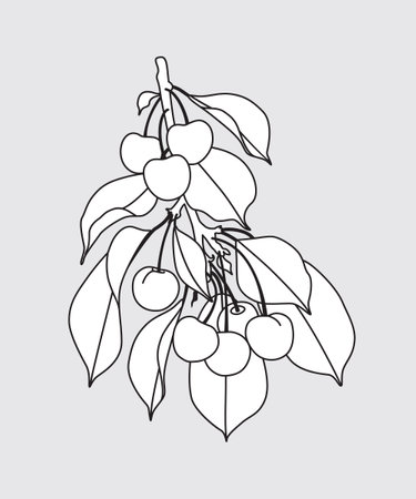 Outlined sweet cherry tree branch with berries and leaves isolated on grey. Monochrome garden plant part with cherries, template, coloring page. Black and white outline drawing vector illustration.のイラスト素材