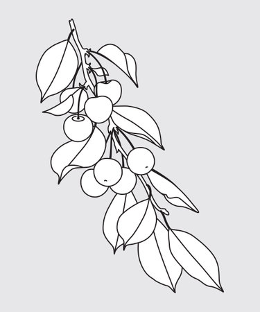 Outlined sweet cherry tree branch with berries and leaves isolated on grey. Monochrome garden plant part with cherries, template, coloring page. Black and white outline drawing vector illustration.のイラスト素材