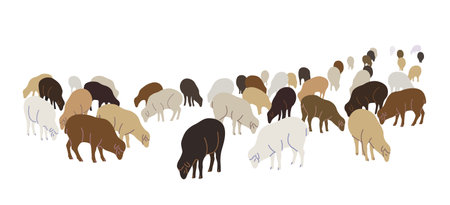 Farm ewes in different colors isolated on white background. Flock of grazing sheep simple vector flat illustration.のイラスト素材