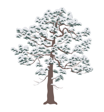 Snow covered old Pine tree isolated on white background. Winter coniferous plant template. Snowy and frozen conifers during cold season. Simple vector flat illustration. Landscape element design.のイラスト素材