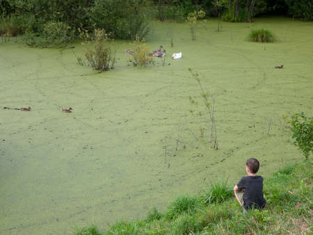 Young boy is watching waterfowl in their natural habitat. Bird watching in the swamp. Man and nature