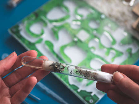 Young ant colony is going to move from a test tube to a new formicarium. Ants breedingの写真素材