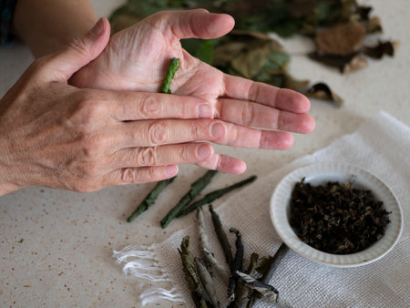 Making herbal tea with dried herbs loaded with vitamins, antioxidants. Woman is rolling currant and raspberry leaves for herbal drink. Tea made from the gardenの写真素材