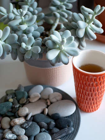 Succulent plant, mug of tea and natural stones. Zen and life balance. Interior detailsの写真素材