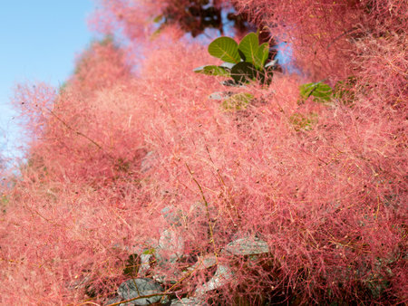 Pubescent branches of a beautiful red Scumpia tree of the sumac family, selective focus. Deciduous...