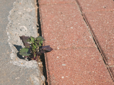 Green sprout chops up concrete, selective focus. Power of nature, copy space. Concept of hope, challenge, survivalの写真素材