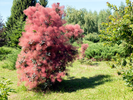 Shrub of red Scumpia tree with feathery appearance in the botanical garden, selective focus