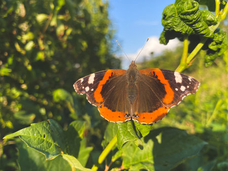 Red Admiral Butterfly - Vanessa Atalanta with black wings, red bands, and white spots sitting on the plant, selective focusの写真素材