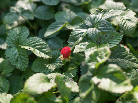Wild strawberry with green leafs. Close up of a forest strawberry