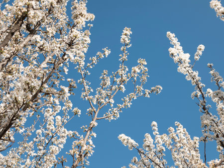 Cherry-plum tree is in flower on the background of bright blue sky, selective focus. Garden is...