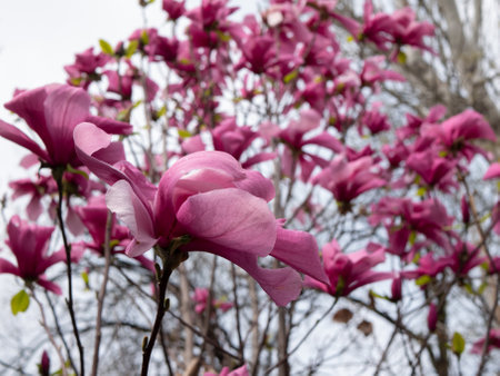 Magnolia tree in bloom, selective focus. Blossoming and fading Magnolia flowers. Pink flower bud. Blooms appeared before the leavesの写真素材