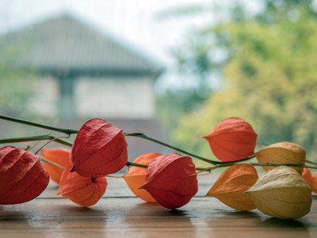 Rural still life with a branch of physalis peruviana, selective focus. Cape gooseberry or goldenberryの写真素材