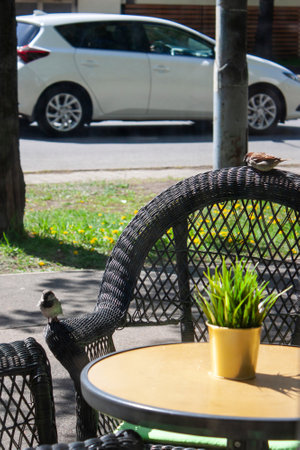 Sparrows on the wicker chairs in the open-air cafe, selective focusの写真素材
