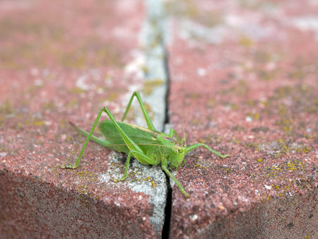 Bright green locust Tettigonia cantans on the concrete surface, selective focus. Insect in the urban spaceの写真素材