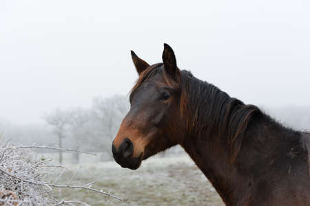 Portrait of a brown bay colored horse in a white landscape covered with frost in winterの写真素材