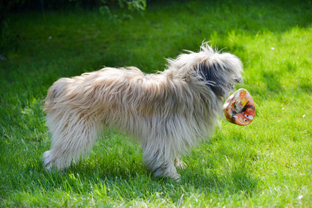 Profile of a small labrit breed Pyrenean Sheepdog playing with a burst ball on a lawnの写真素材